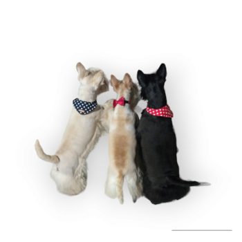 Earmuffs, scarves, ties