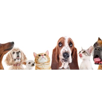 Termékek felhasználási terület szerint