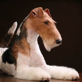 Trimmelés eszközei, kiegészítői