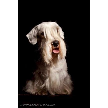 Kutyakozmetika és Kutya Egészség Stúdió - My Pet Spa and Grooming Salon