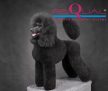 REQUAL LUXOL 250 ml; 